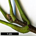 SpeciesSub: subsp. franchetii
